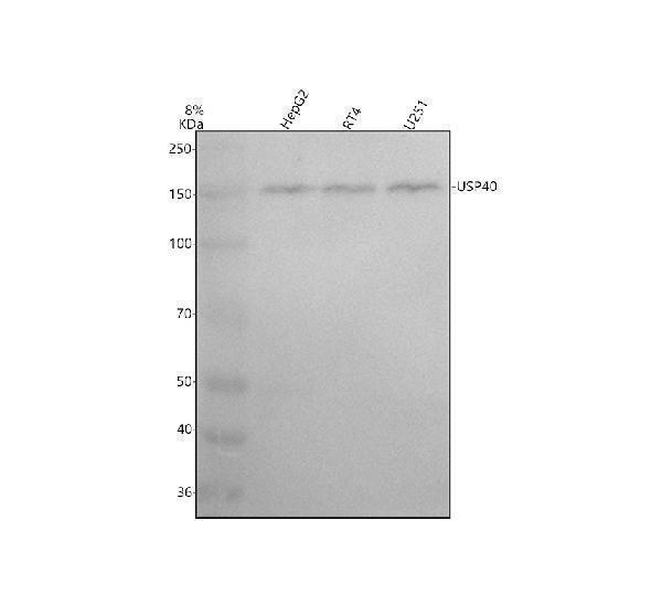 m13619 usp40 primary antibodies wb testing 1