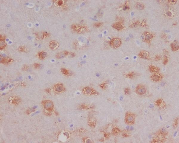 m13632 ihc