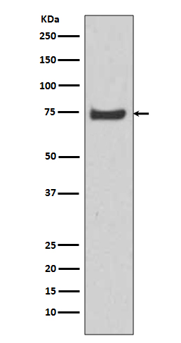 m13632 wb