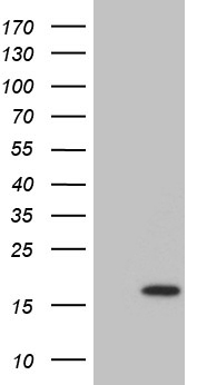 m13662 anti dppa5 mouse monoclonal antibody clone id oti2f6 wb testing 1