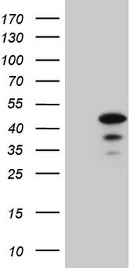 m13665 anti spata22 mouse monoclonal antibody clone id oti6h9 wb testing 1