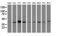 Western blot analysis of extracts (35ug) from 9 different cell lines by usin g anti-A4GNT monoclonal antibody (HepG2: human; HeLa: human; SVT2: mouse; A549: human; COS7: monkey; Jurkat: human; MDCK: canine; PC12: rat; MCF7: human)