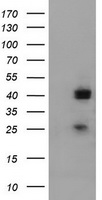m13668 anti a4gnt mouse monoclonal antibody clone id oti2h9 wb testing 1
