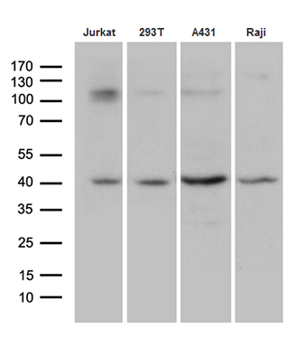 m13716 anti dnajb5 mouse monoclonal antibody clone id oti6f11 wb testing 2