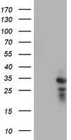 m13748 anti hdhd1a pudp mouse monoclonal antibody clone id oti7a2 wb testing 1