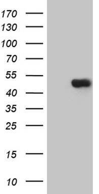 m13799 anti tekt2 mouse monoclonal antibody clone id oti1e6 wb testing 1