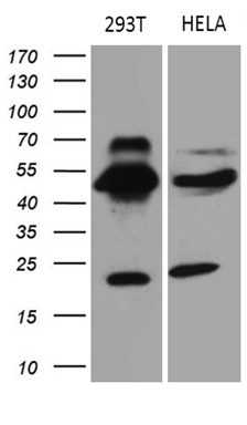 m13799 anti tekt2 mouse monoclonal antibody clone id oti1e6 wb testing 2