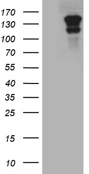 m13821 anti caskin2 mouse monoclonal antibody clone id oti4a3 wb testing 1