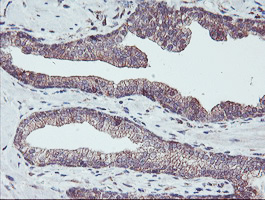 m13826 anti pdrg1 mouse monoclonal antibody clone id oti4f12 ihc testing 4