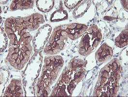 m13826 anti pdrg1 mouse monoclonal antibody clone id oti4f12 ihc testing 7