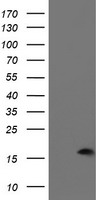 m13826 anti pdrg1 mouse monoclonal antibody clone id oti4f12 wb testing 1