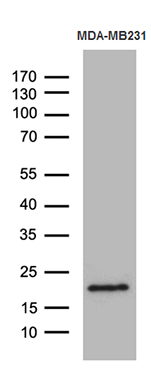 Western blot analysis of extracts (35ug) from MDA-MB231 cell line by using anti-SPANXB1 monoclonal antibody (1:500)