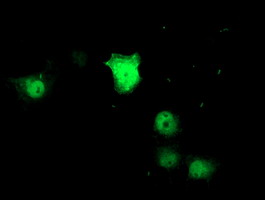 m13857 anti znf397 mouse monoclonal antibody clone id oti1f3 if testing 2