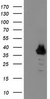 m13857 anti znf397 mouse monoclonal antibody clone id oti1f3 wb testing 1