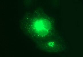 Anti-MFAP3 mouse monoclonal antibody (M13942) immunofluorescent staining of COS7 cells transiently transfected by pCMV6-ENTRY MFAP3