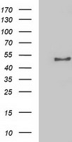 HEK293T cells were transfected with the pCMV6-ENTRY control (Left lane) or pCMV6-ENTRY NECAB1 (Right lane) cDNA for 48 hrs and lysed