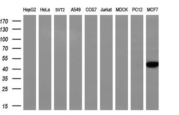 Western blot analysis of extracts (35ug) from 9 different cell lines by using anti-NECAB1 monoclonal antibody (HepG2: human; HeLa: human; SVT2: mouse; A549: human; COS7: monkey; Jurkat: human; MDCK: canine; PC12: rat; MCF7: human) (1:200)