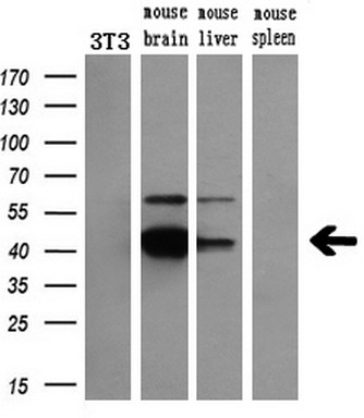 Western blot analysis of extracts (10ug) from a mouse cell line and 3 different mouse tissues by using anti-NECAB1 monoclonal antibody (1:200)