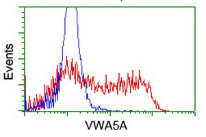 HEK293T cells transfected with either VWA5A (Myc-DDK-tagged) overexpress plasmid (Red) or empty vector control plasmid (Blue) were immunostained by anti-VWA5A antibody (M13975-1)