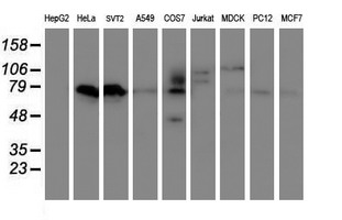 Western blot analysis of extracts (35ug) from 9 different cell lines by usin g anti-VWA5A monoclonal antibody (HepG2: human; HeLa: human; SVT2: mouse; A549: human; COS7: monkey; Jurkat: human; MDCK: canine; PC12: rat; MCF7: human)