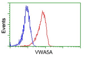 m13975 anti breast cancer suppressor candidate 1 vwa5a mouse monoclonal antibody clone id oti3d6 flow cytometry testing 7