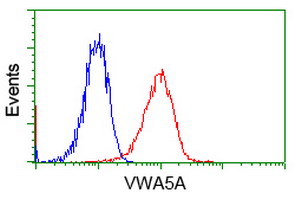 m13975 anti breast cancer suppressor candidate 1 vwa5a mouse monoclonal antibody clone id oti3d6 flow cytometry testing 8
