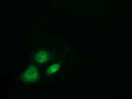 m13975 anti breast cancer suppressor candidate 1 vwa5a mouse monoclonal antibody clone id oti3d6 if testing 9