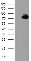 HEK293T cells were transfected with the pCMV6-ENTRY control (Left lane) or pCMV6-ENTRY VWA5A (Right lane) cDNA for 48 hrs and lysed