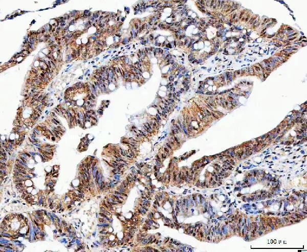 IHC analysis of VWA5A using anti-VWA5A antibody (M13975)