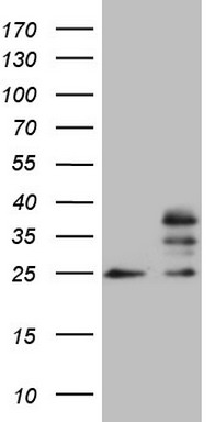 m13979 anti mrps15 mouse monoclonal antibody clone id oti6d2 wb testing 1