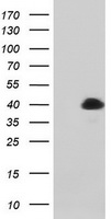 m13984 anti mageb1 mouse monoclonal antibody clone id oti4e12 wb testing 1