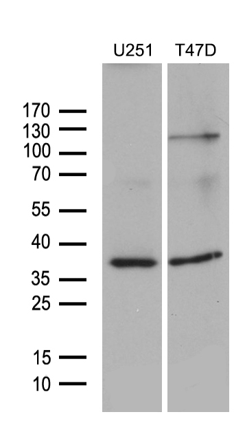 Western blot analysis of extracts (35ug) from 2 different cell lines by using anti-DIMT1L monoclonal antibody (1:500)