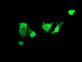 m14039 1 anti znf447 zscan18 mouse monoclonal antibody clone id oti2h7 if testing 12