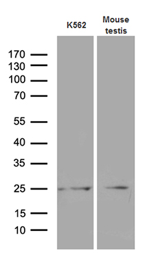 m14059 anti mlc1sa myl6b mouse monoclonal antibody clone id oti7f10 wb testing 3