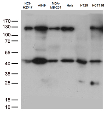 Western blot analysis of extracts (35ug) from 6 cell lines lysates by using anti-PDCD2L monoclonal antibody (1:500)