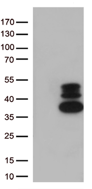 m14125 anti vgll3 mouse monoclonal antibody clone id oti3c7 wb testing 1