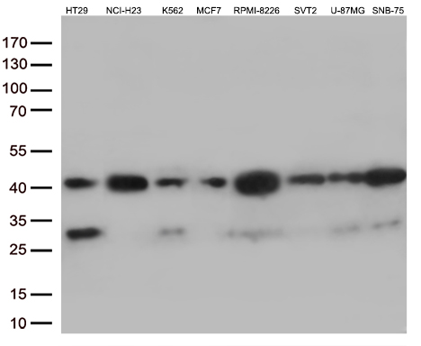 m14125 anti vgll3 mouse monoclonal antibody clone id oti3c7 wb testing 2