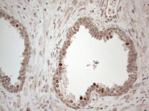 m14163 anti hmgb4 mouse monoclonal antibody clone id oti5g3 ihc testing 4