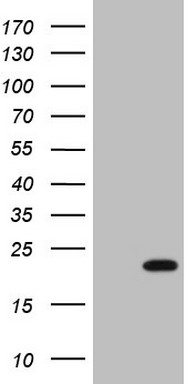 HEK293T cells were transfected with the pCMV6-ENTRY control (Left lane) or pCMV6-ENTRY HMGB4 (Right lane) cDNA for 48 hrs and lysed