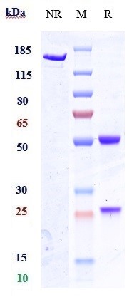 Anti-GPR20 Reference Antibody (DS-6157) on SDS-PAGE under reducing (R) condition
