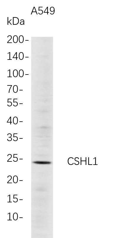 m14242 1 cshl1 primary antibodies wb testing 1