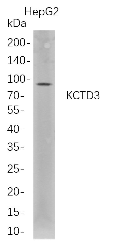 m14245 1 kctd3 primary antibodies wb testing 1