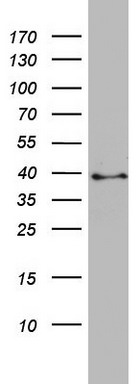 Western blot analysis of HT29 cell lysate (35ug) by using anti-PLEK2 monoclonal antibody