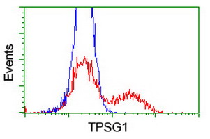 HEK293T cells transfected with either TPSG1 (Myc-DDK-tagged) overexpress plasmid (Red) or empty vector control plasmid (Blue) were immunostained by anti-TPSG1 antibody (M14320-1)