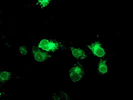 Anti-TPSG1 mouse monoclonal antibody (M14320-1) immunofluorescent staining of COS7 cells transiently transfected by pCMV6-ENTRY TPSG1