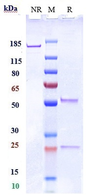 m14323 2 sds page