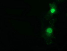 m14395 1 anti nt5dc1 mouse monoclonal antibody clone id oti3h2 if testing 20