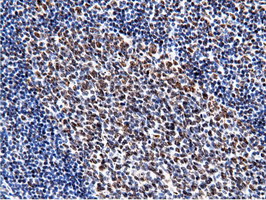 m14395 1 anti nt5dc1 mouse monoclonal antibody clone id oti3h2 ihc testing 11