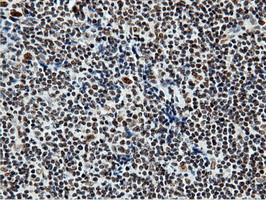m14395 1 anti nt5dc1 mouse monoclonal antibody clone id oti3h2 ihc testing 12