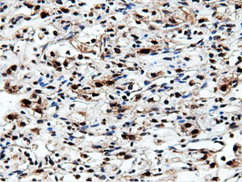 m14395 1 anti nt5dc1 mouse monoclonal antibody clone id oti3h2 ihc testing 15